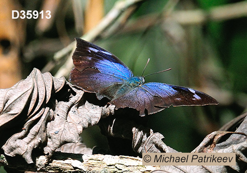 Moruus Leafwing (Memphis moruus)